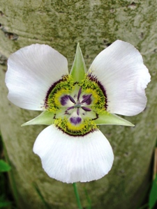 Calochortus spp.